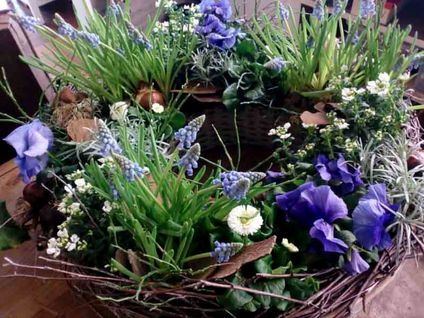 Wildkraut Natürlich Blumig - Floristik Lahr Kippenheim