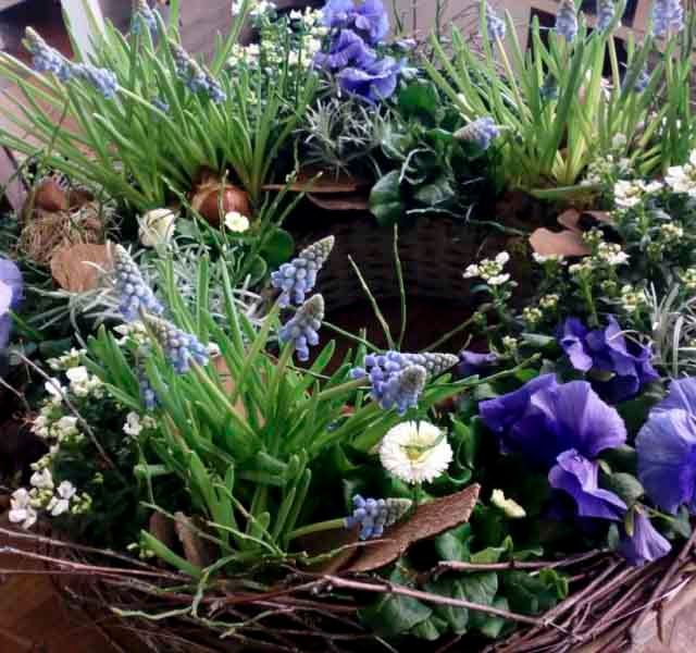 Wildkraut Natürlich Blumig - Floristik Lahr Kippenheim