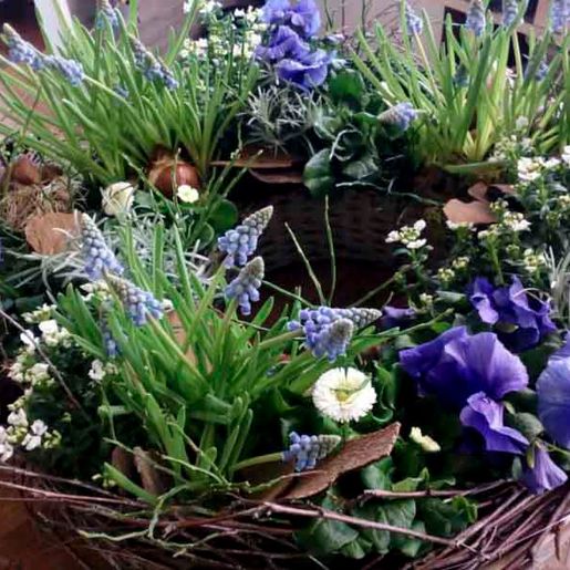 Wildkraut Natürlich Blumig - Floristik Lahr Kippenheim