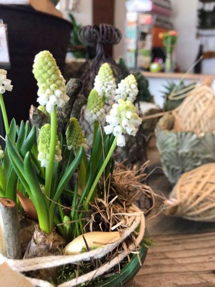 Wildkraut Natürlich Blumig - Floristik Lahr Kippenheim