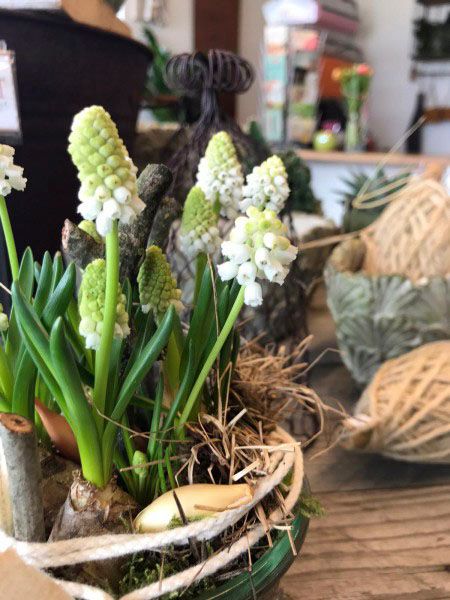 Wildkraut Natürlich Blumig - Floristik Lahr Kippenheim