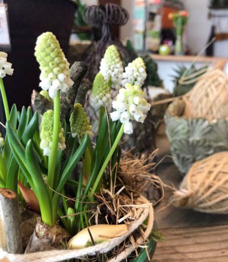 Wildkraut Natürlich Blumig - Floristik Lahr Kippenheim