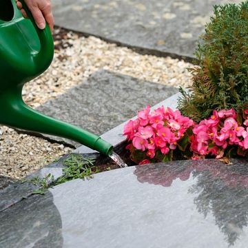 Wildkraut Natürlich Blumig - Grabpflege